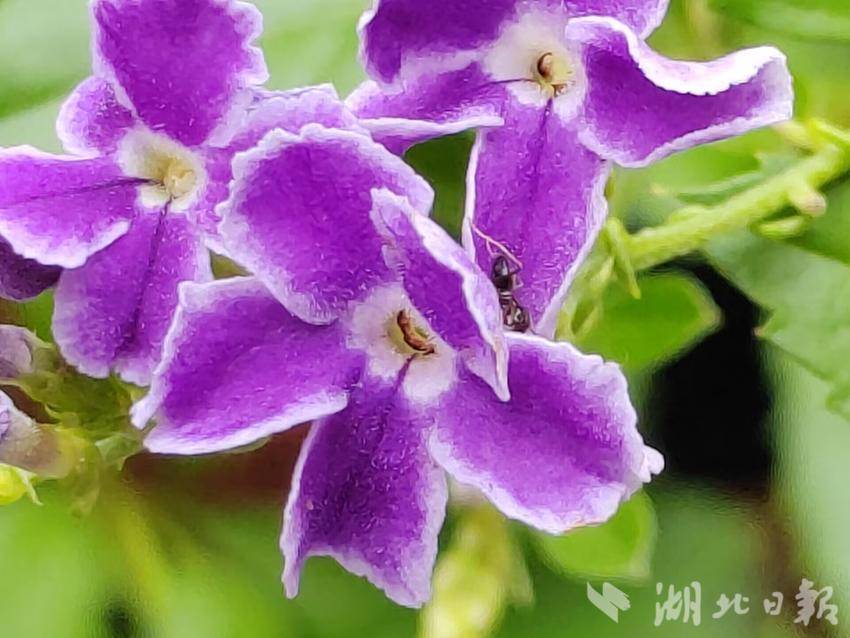 集结电子平台